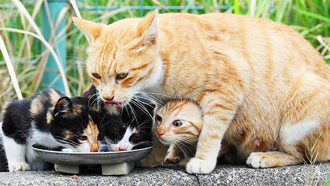 子猫たちと母猫のリリーにご飯をあげると・・・