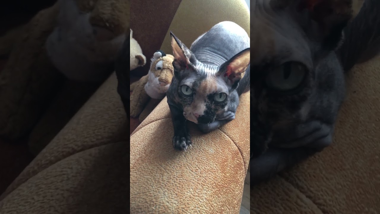 Mia funniest 🤣 video #cat #funny #shorts 🐱