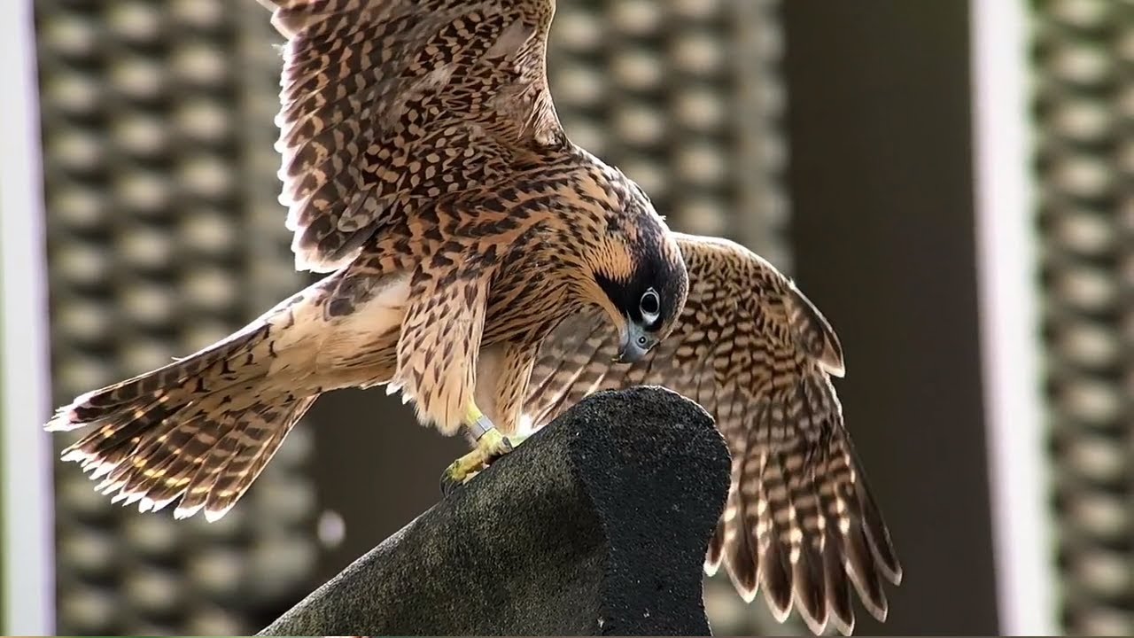 Zoology | Undergraduate Degrees at University of Leeds