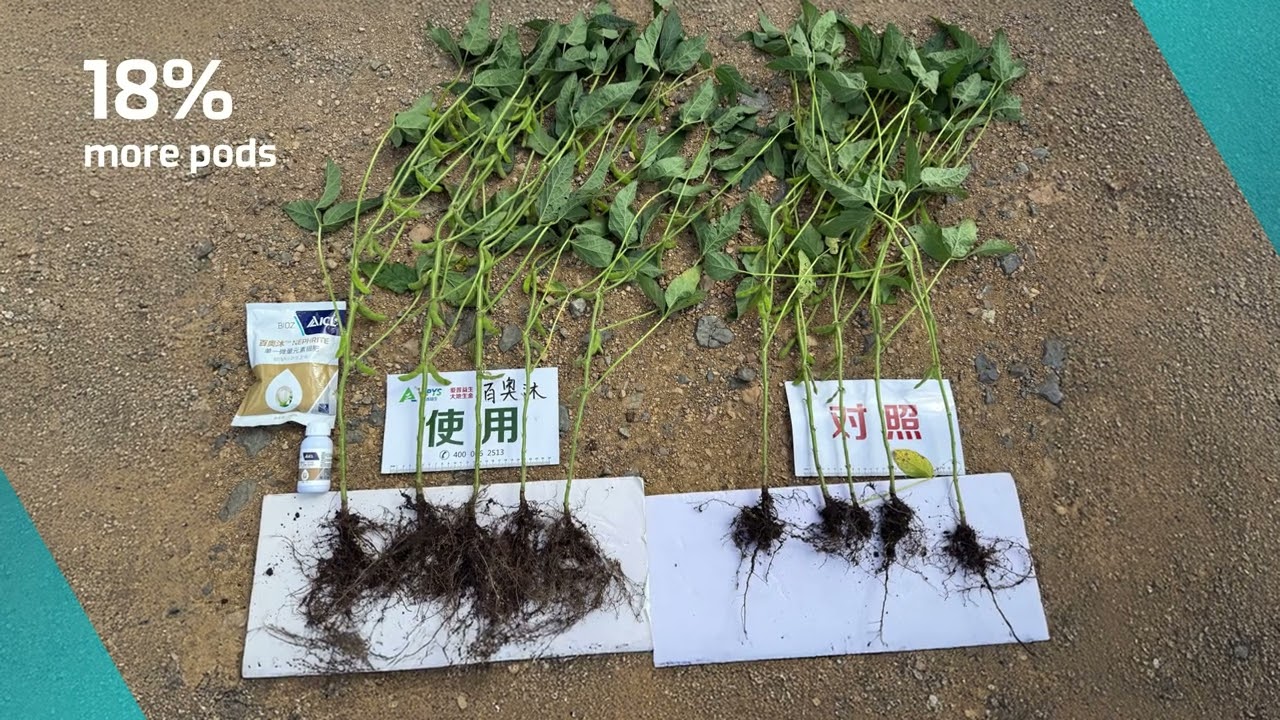 Soybean Trial Success in China with ICL&rsquo;s BIOZ Topaz and BIOZ Nephrite