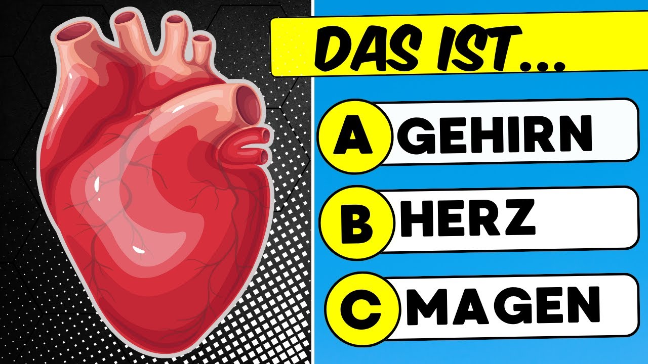 Menschlicher Körper: Kannst Du Diese Fragen Beantworten? 🧠💪 | Quiz Oase 🌟