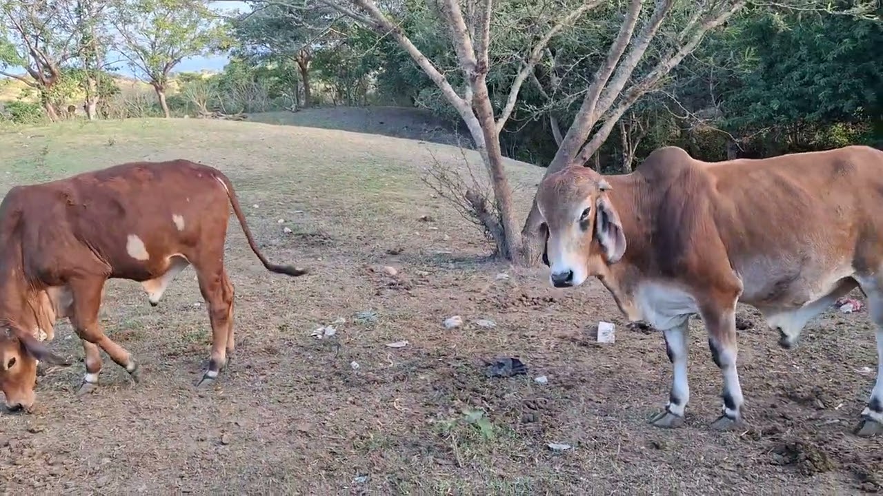 Tarde comidiando las vacas 