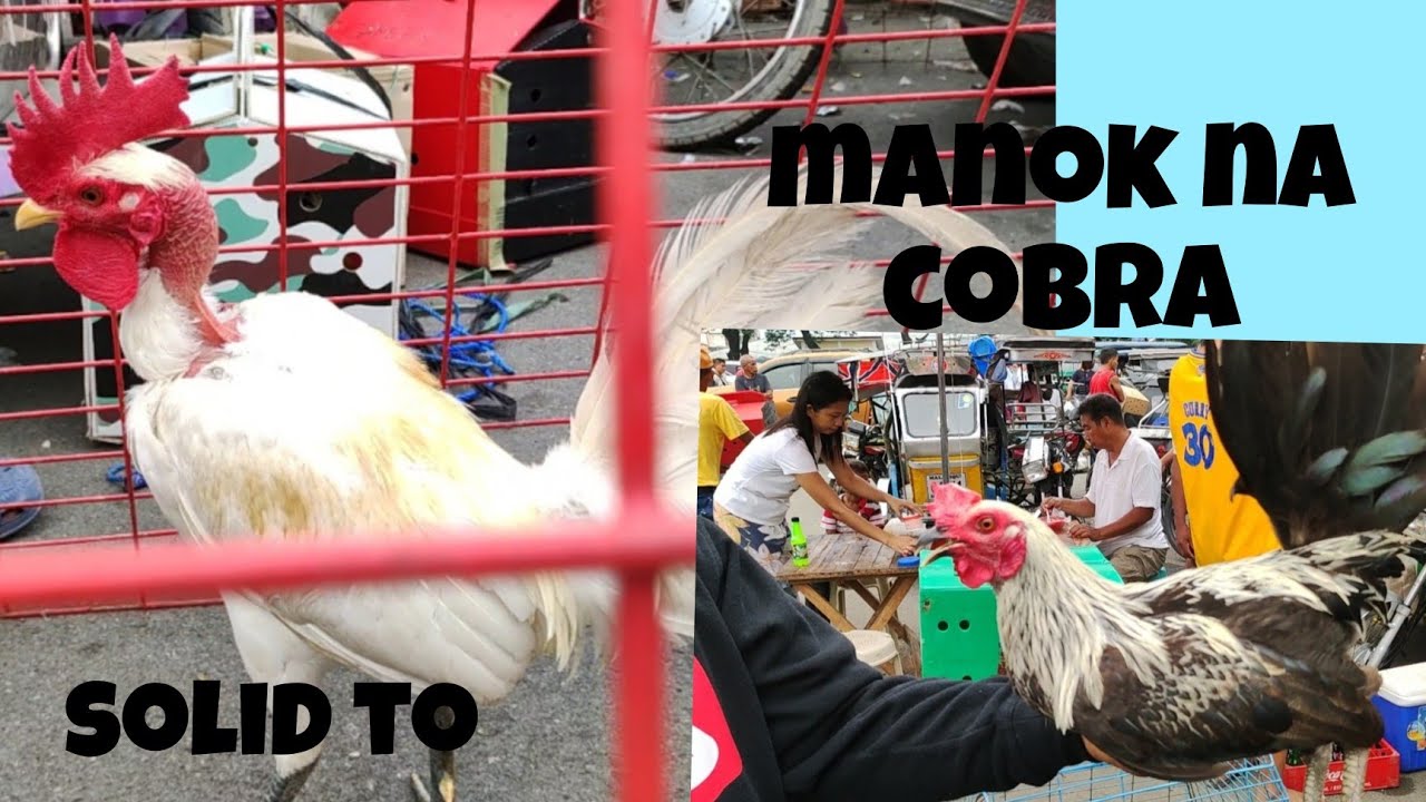 Manok na cobra pwede Pala.