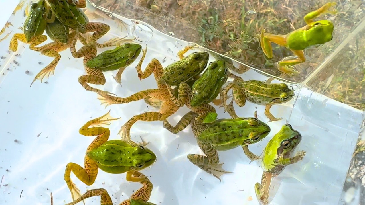 姿を消したカエル達の最後の居場所