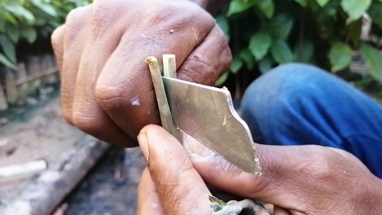 Como clonar cacau no viveiro!