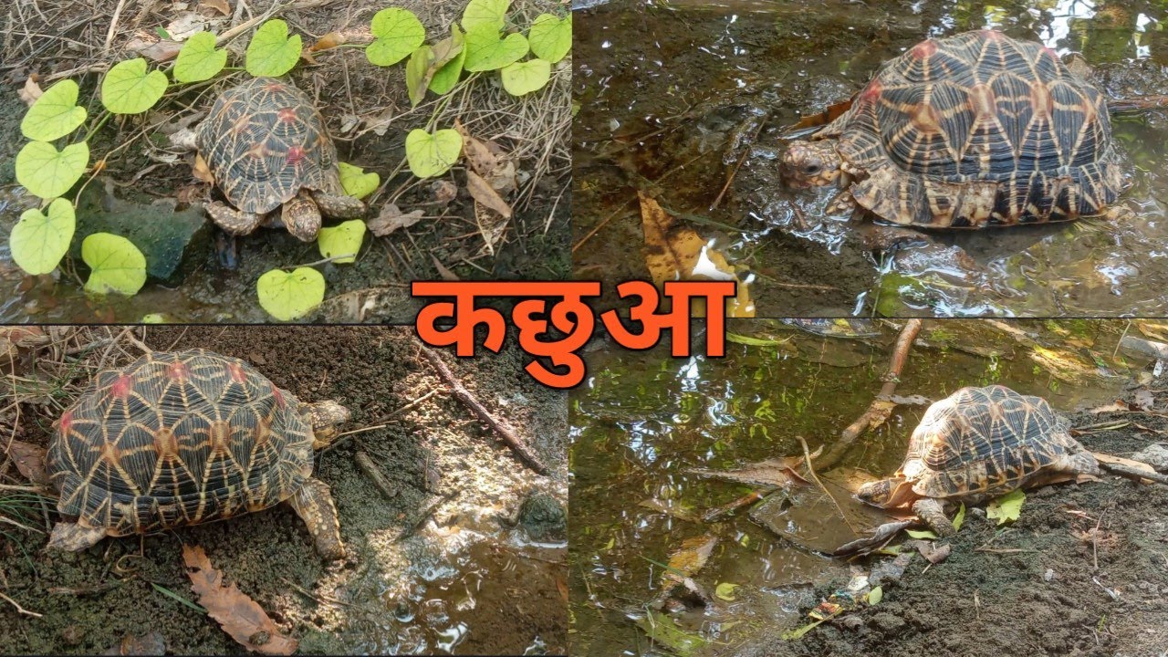 कछुआ//tortoise//#newvideo//#कछुआ//#tortoise//#video 