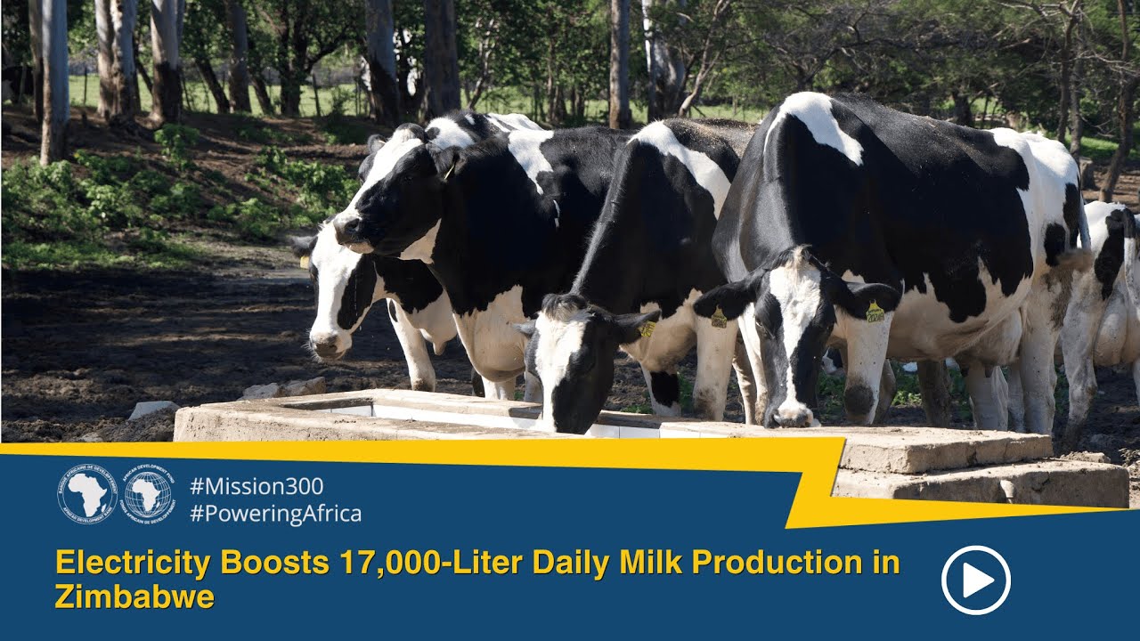Powering Productivity: Reliable Energy for Zimbabwe’s 17,000-Litre Dairy Farm