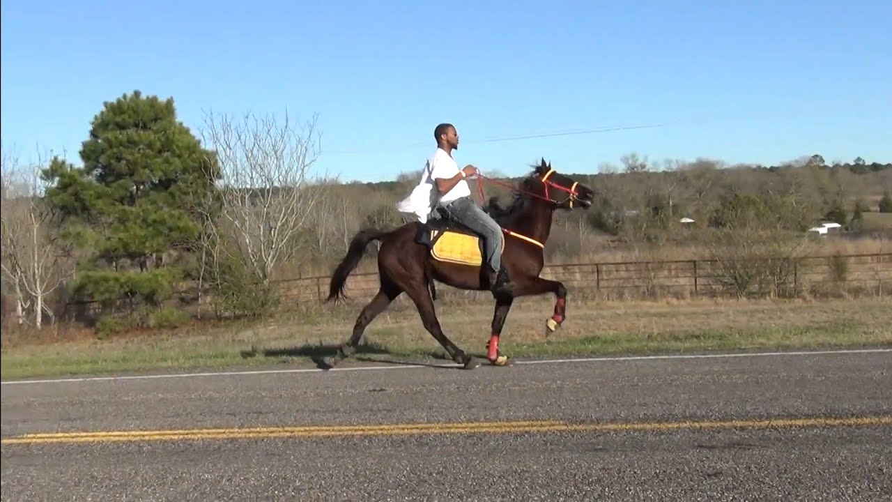 Road Racing Trail Horses at Hooks Texas Riders Annual Trail Ride