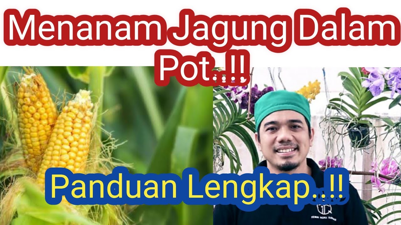 Panduan Lengkap Cara Menanam Jagung di Pot (Polybag) Agar Cepat Berbuah, Cara Menanam Jagung Manis.!