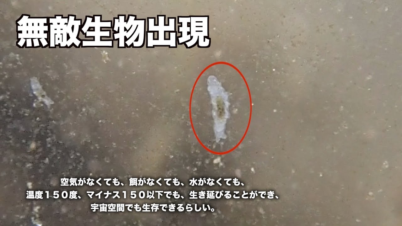 微生物田んぼ水槽から地上最強の最強の生物が発見されました。＃０１０