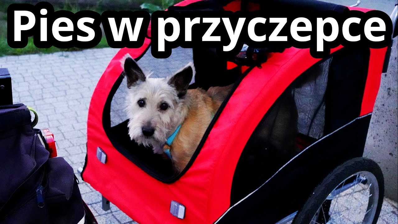Kupiliśmy przyczepkę rowerową dla naszego psa! Przyczepka Trixie rozmiar L | Daily #28
