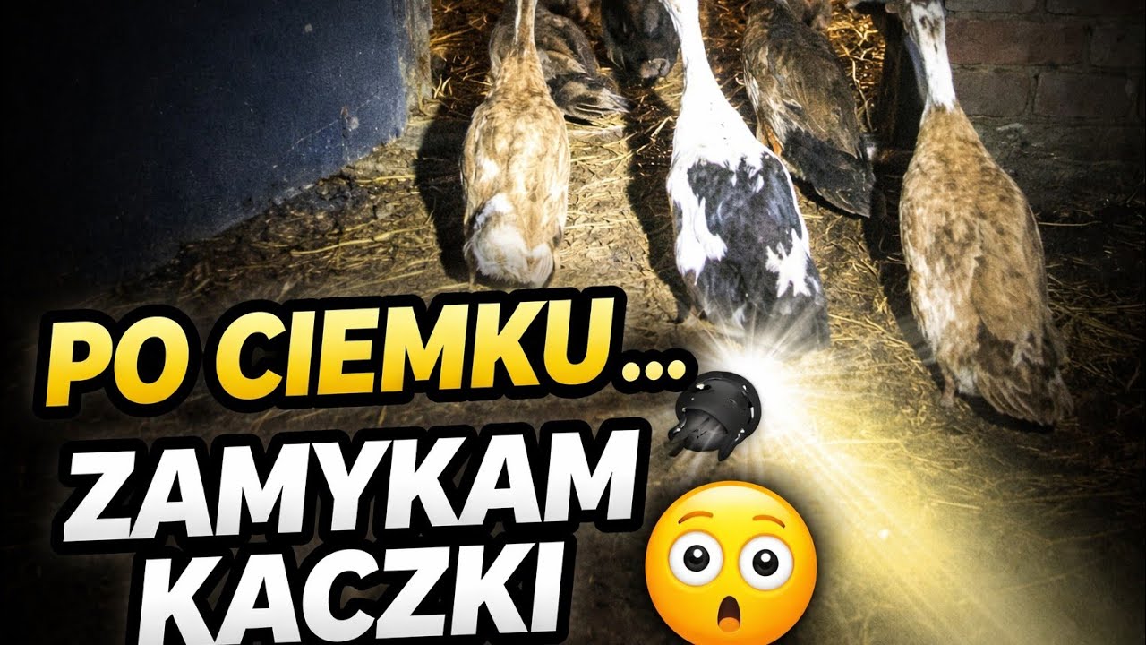 Zapraszam na kawę w kurniku🦚🐓🦆🐥