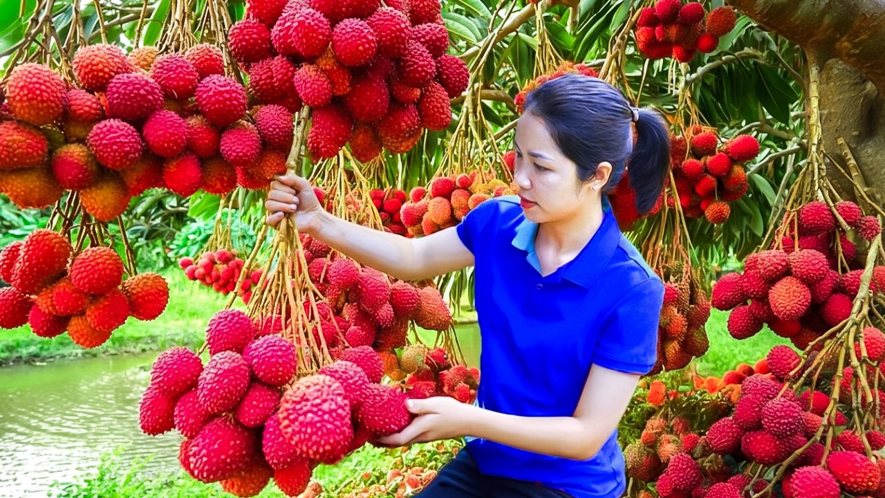 Harvesting 1000+Kg Lychee Selling At The Market , Caring for the Ducks