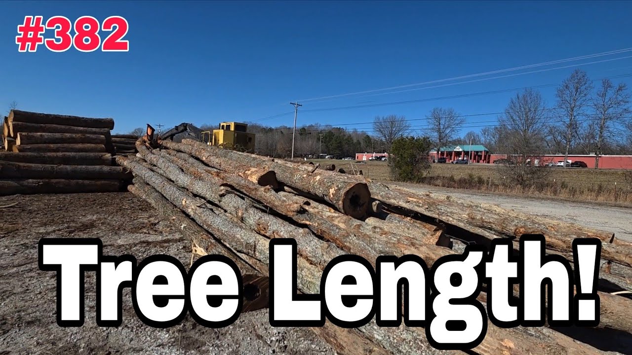 Two More Semi Loads Of Tree Length Firewood Logs‼️
