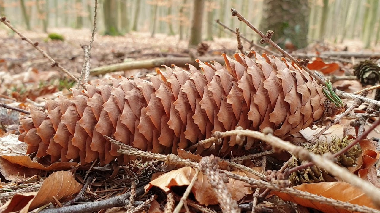 Forest / Birdsong/Early Spring / Nature