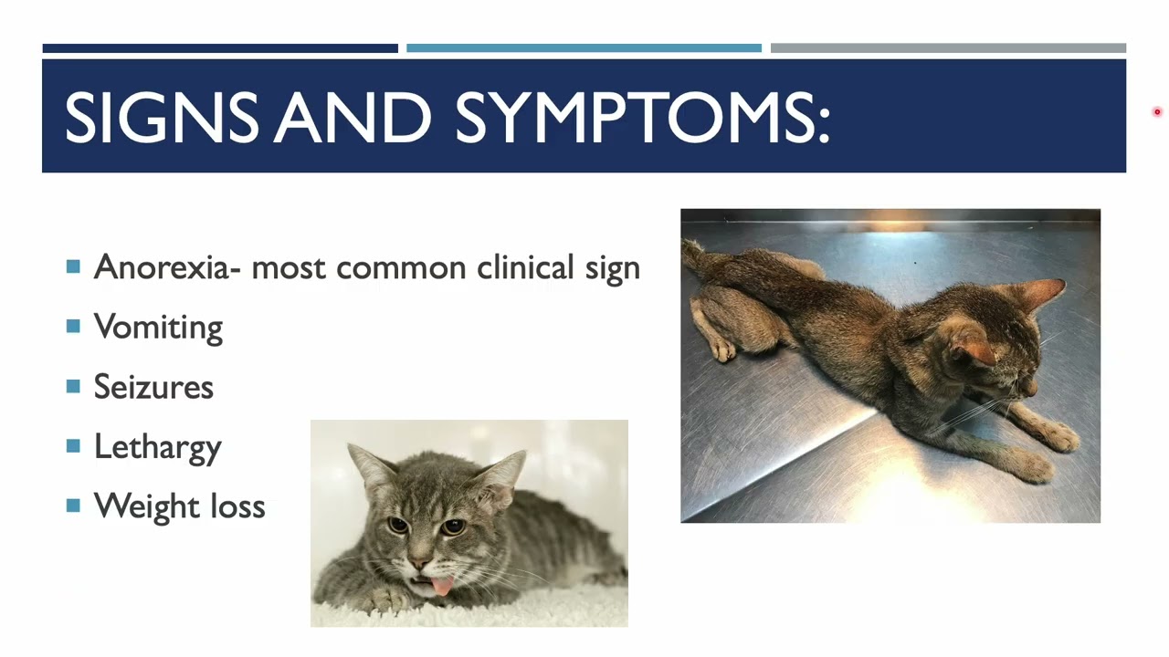 Lead Toxicosis in Cats