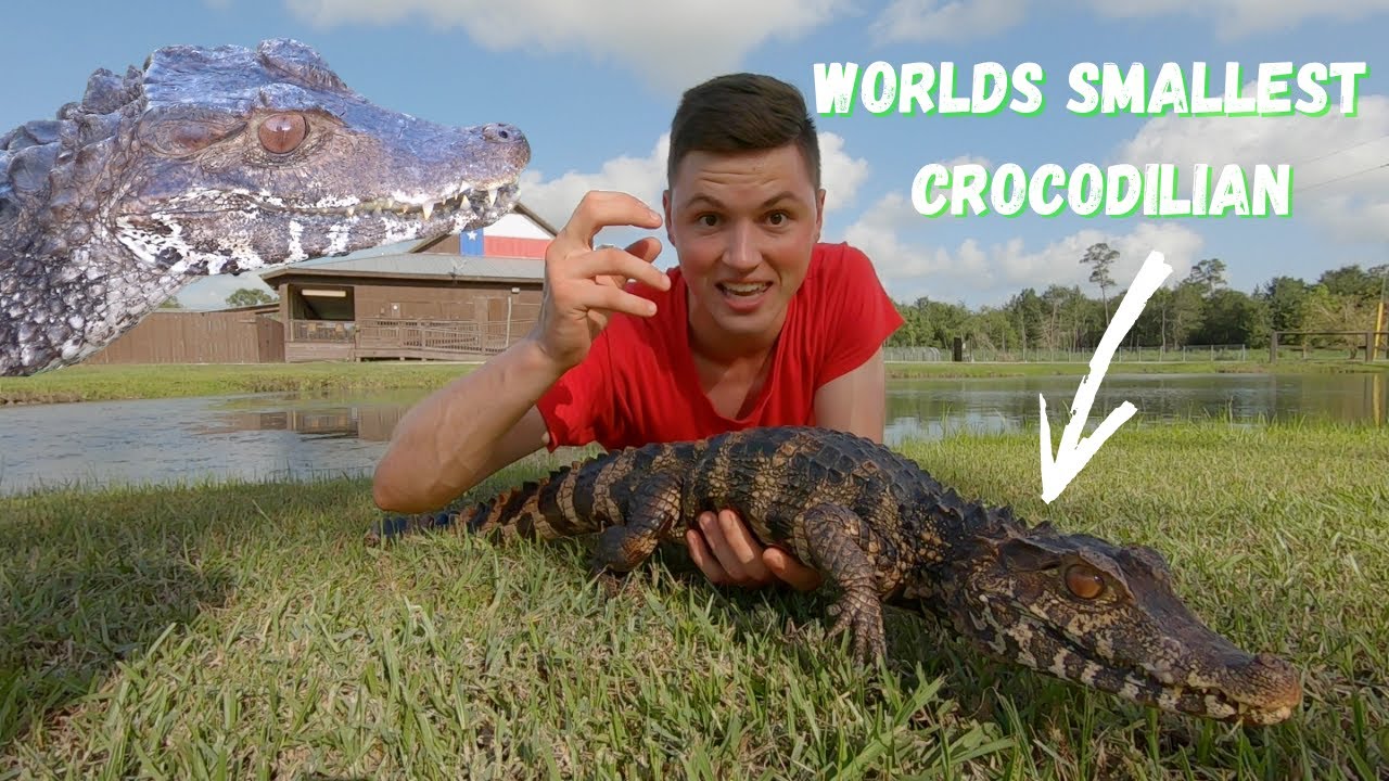 Cuvier's Dwarf Caiman: The World's SMALLEST Crocodilian!