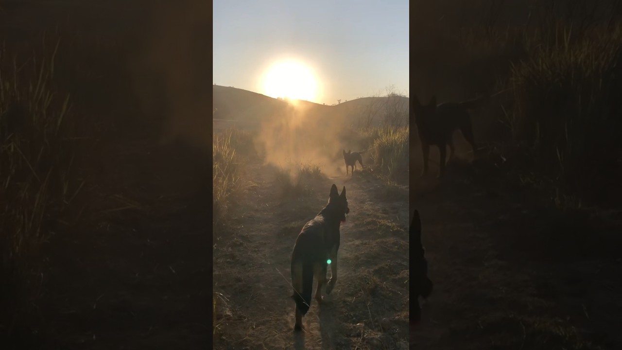 Golden Hour Sunset on a walk with our two German Shepherds 