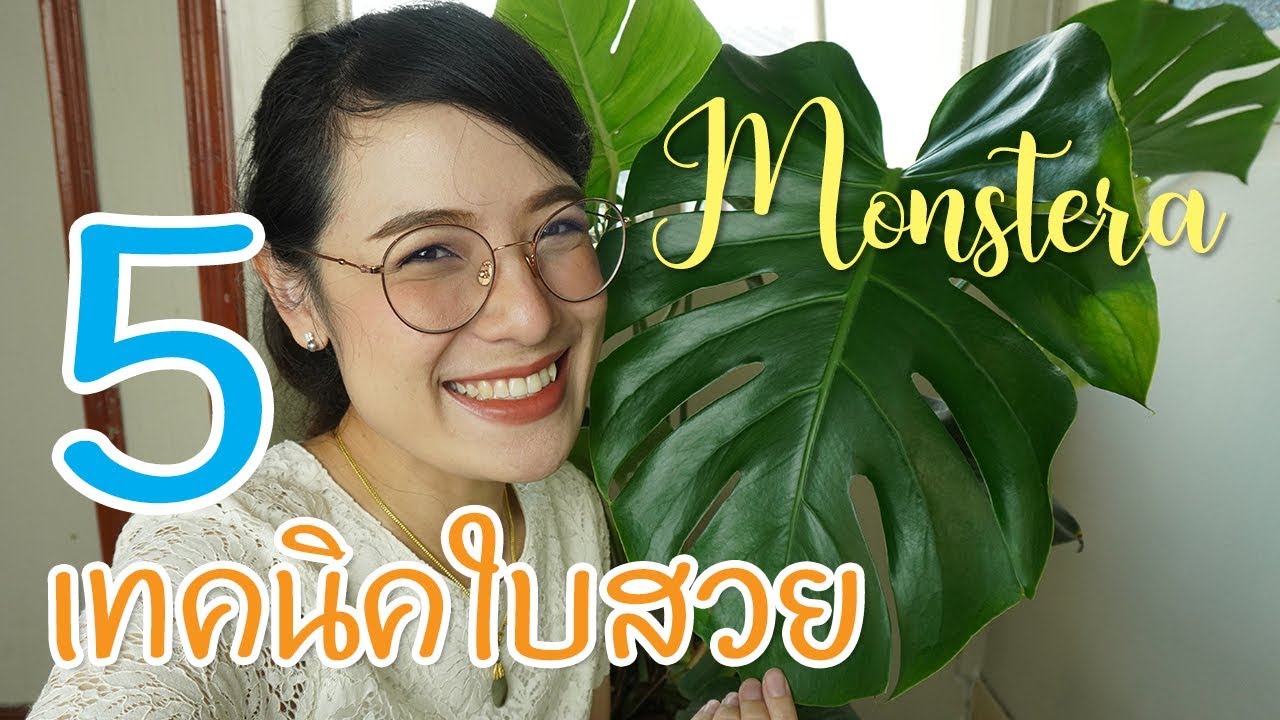 เทคนิคดูแลต้นมอนสเตอร่า #มอนสเตอร่า #monstera #indoorplant