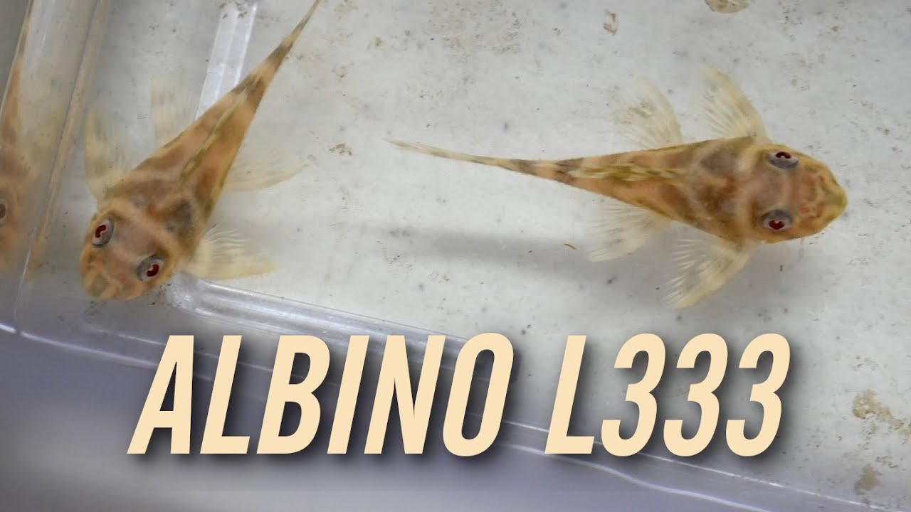 Unboxing Albino L333 King Tiger Plecos