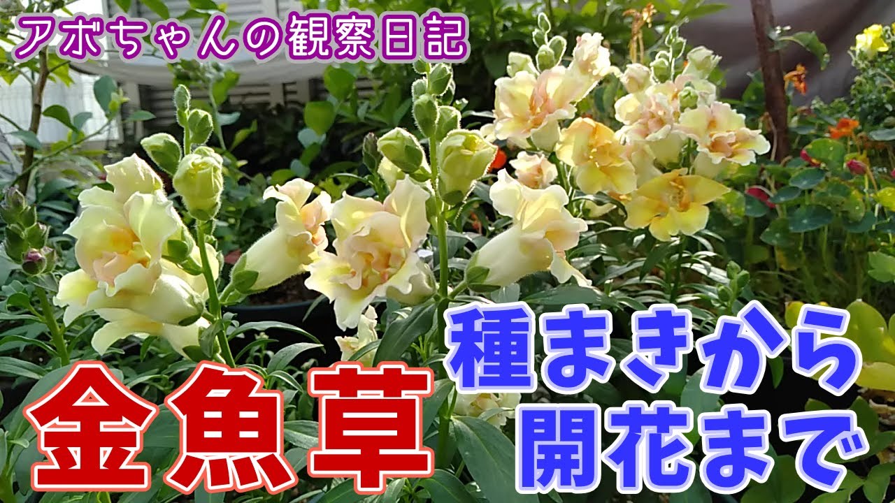 2024春のキンギョソウの種まきから開花まで