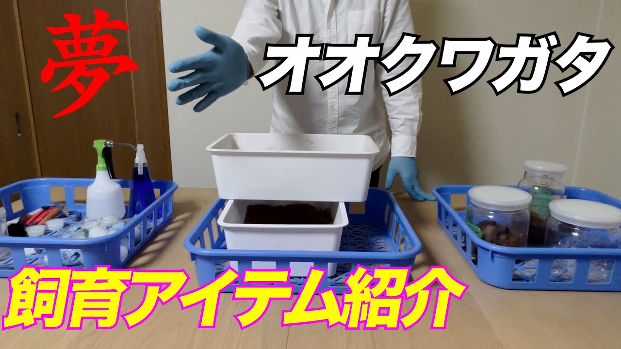 【夢のオオクワガタへの道】初心者様へ　クワガタ飼育セット