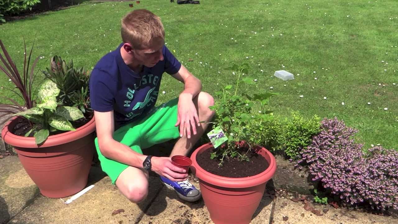 Planting Blackcurrants In Containers | Jack Shilley