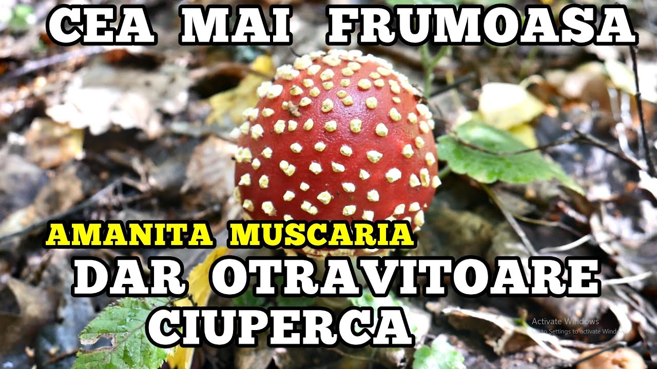 Cea mai OTRĂVITOARE ciupercă din ROMÂNIA - specii de ciuperci comestibile  + otrăvitoare 😨🍄🍄🍄