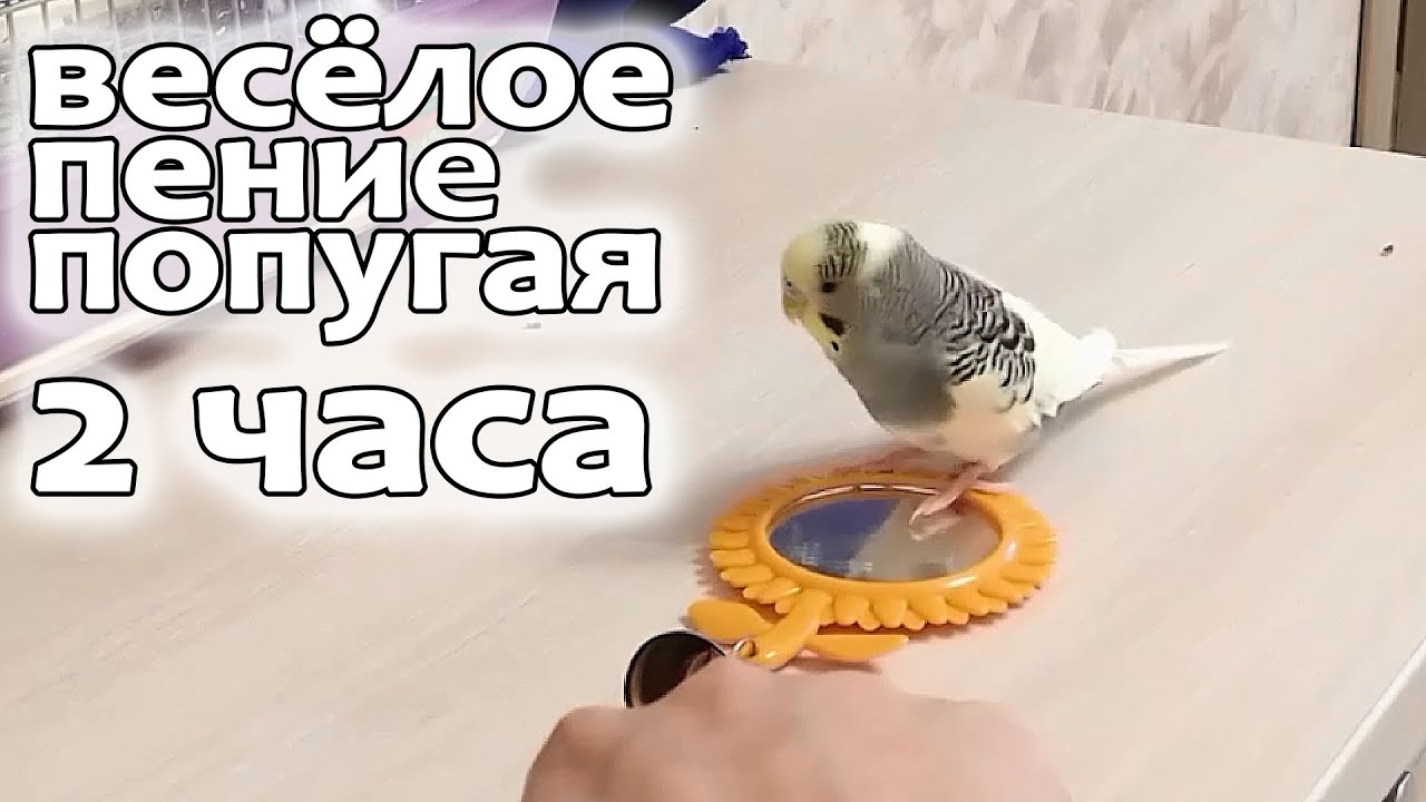 2 часа веселого пения для попугайчиков.