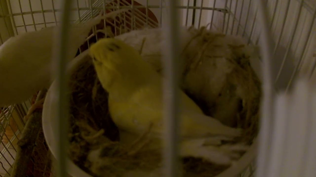 Female Canary Building Her Nest | Amazing Nesting Material Collection!