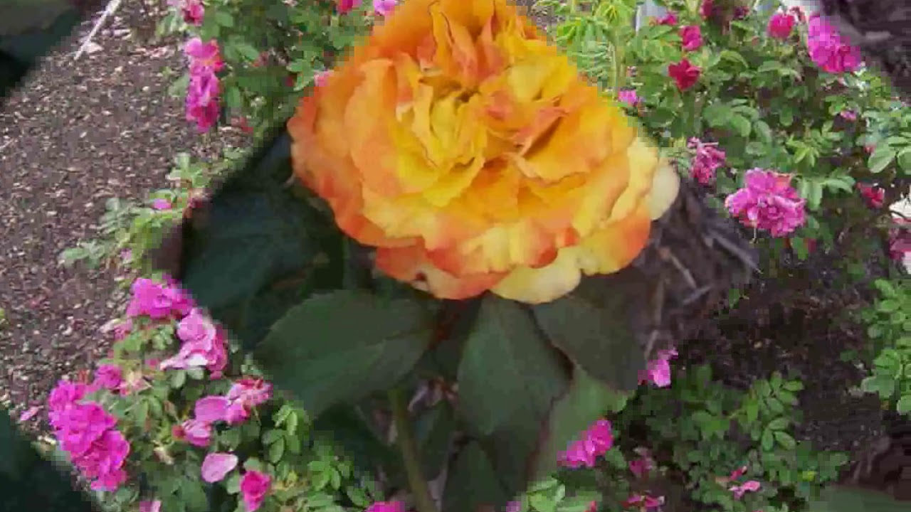 Roseraie de Saint Vincent