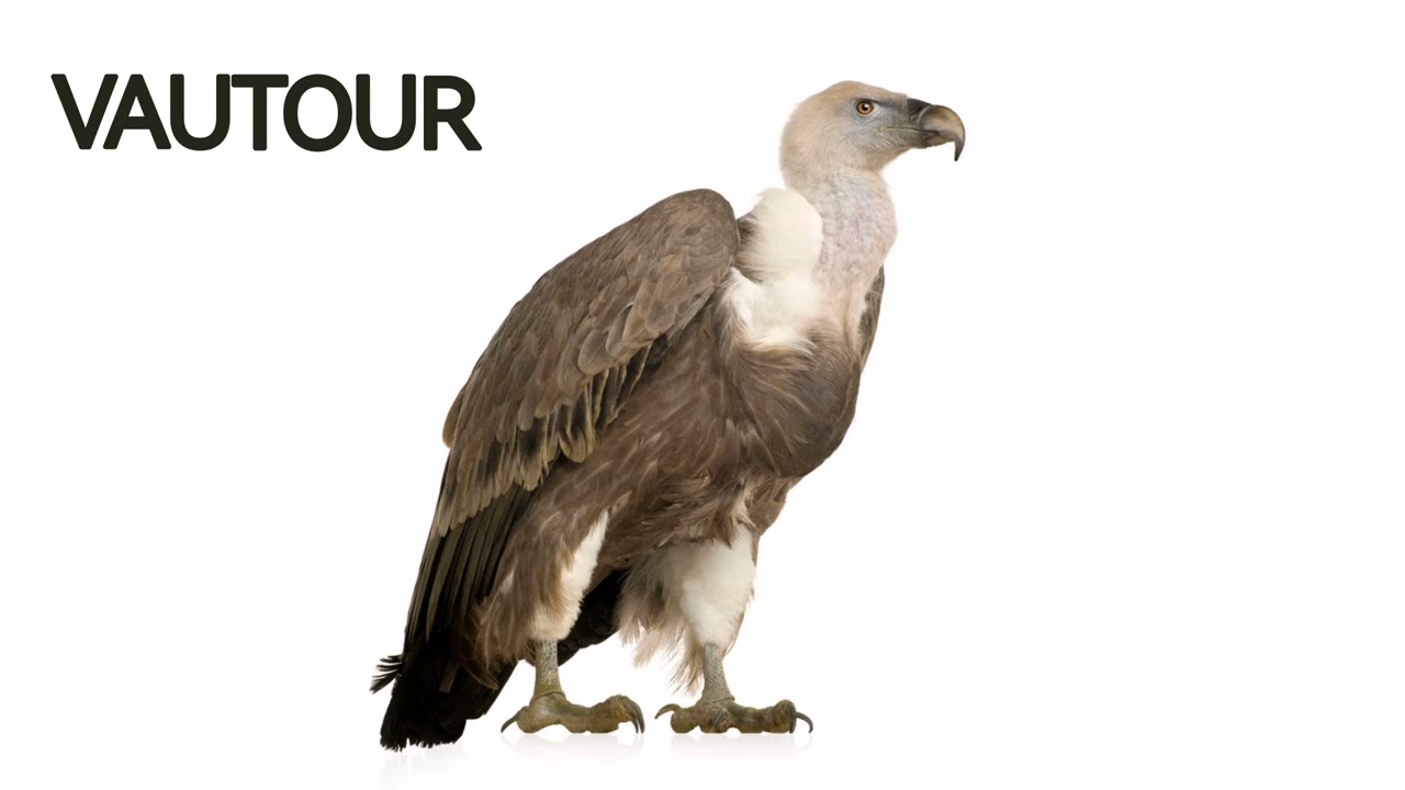 LE VAUTOUR - Le glatissement (son)