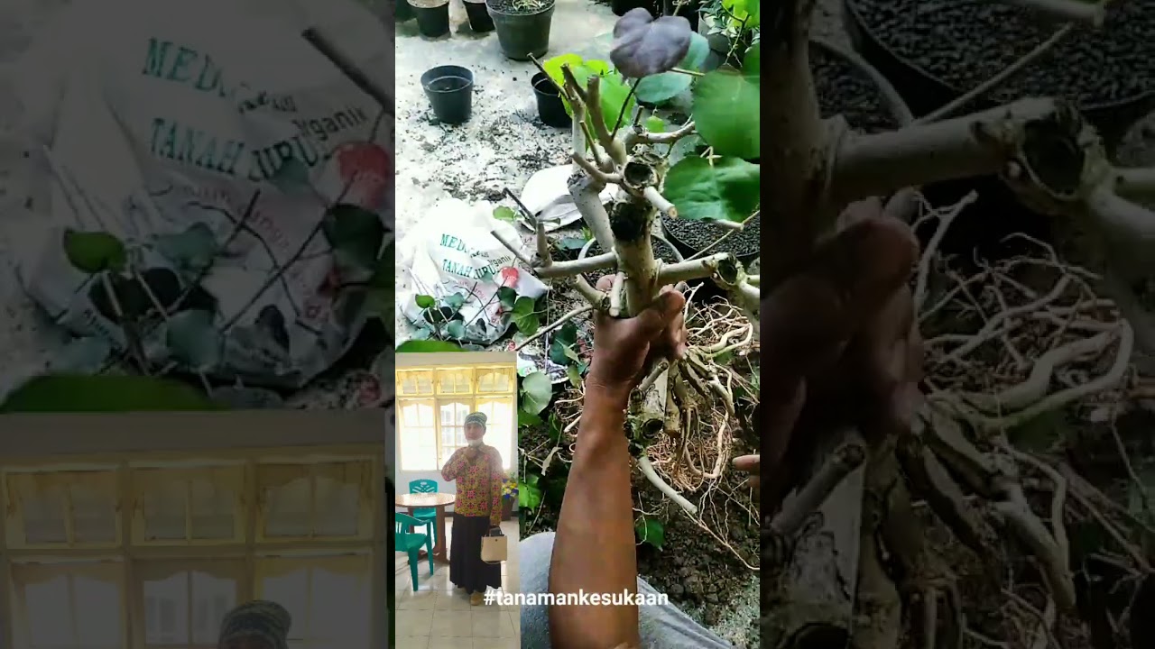 @gkimanyar @GoRut @dhennysdaniel4608 #reels #bahanbonsaiunik #shortsvideo