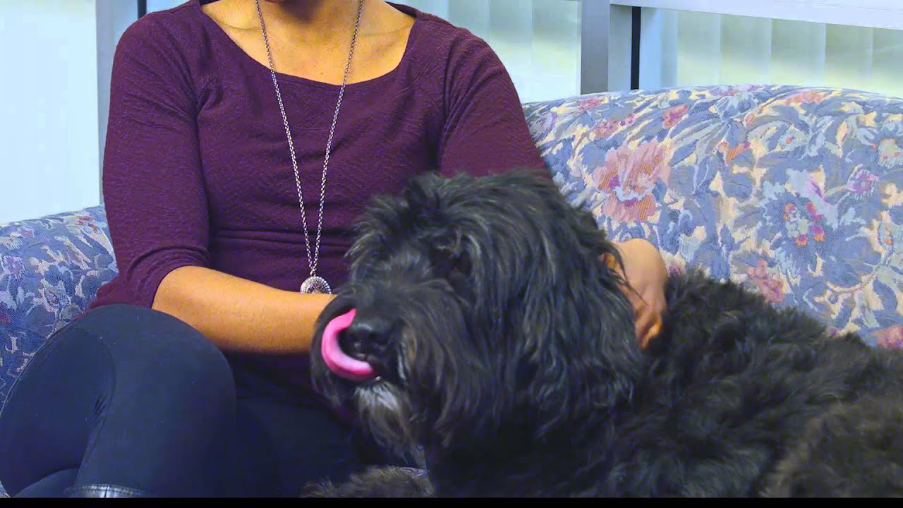 Animal Assisted Therapy: How Pet Therapy Works