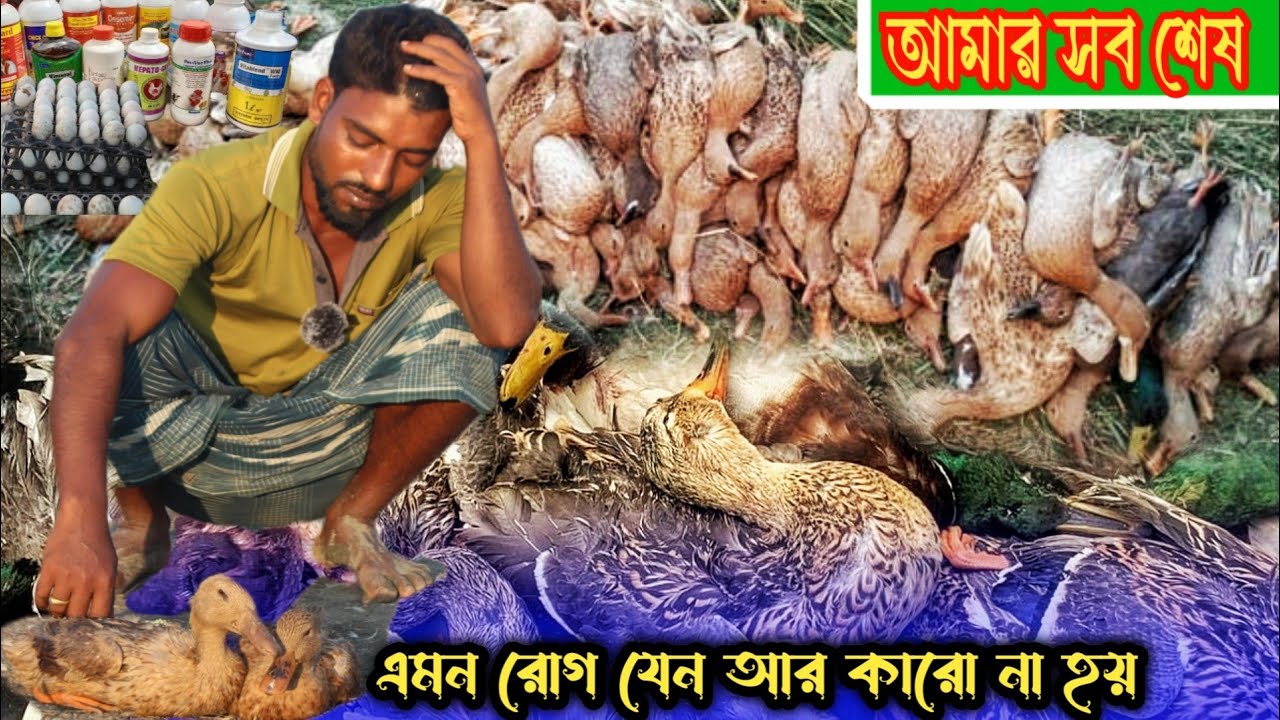 সাবধান !আপনার খামারেও হতে পারে এমন সর্বনাশ /মাত্র একটি ভুলে ধ্বংস হলো খামারটি /হাঁসের রোগ /duck