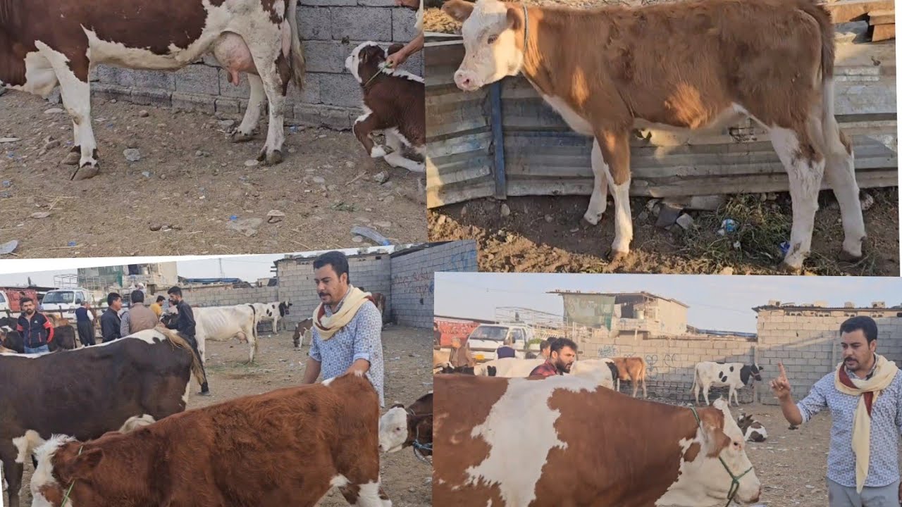 سوق البقر في اربيل إقليم كردستان العراق 2023/10/18