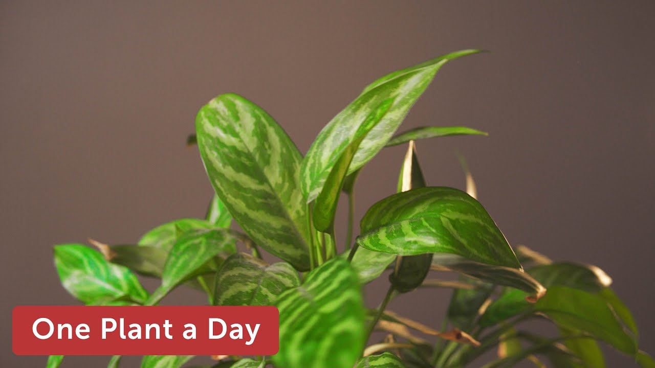 Aglaonema commutatum (Chinese Evergreen) Houseplant Care — 1 of 365