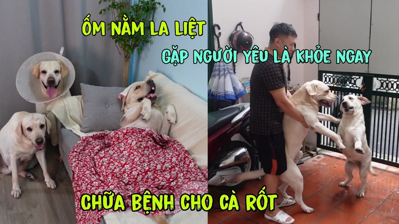 Chữa bệnh cho Cà Rốt - Chỉ cần gặp Bắp béo là Rốt khỏe ngay