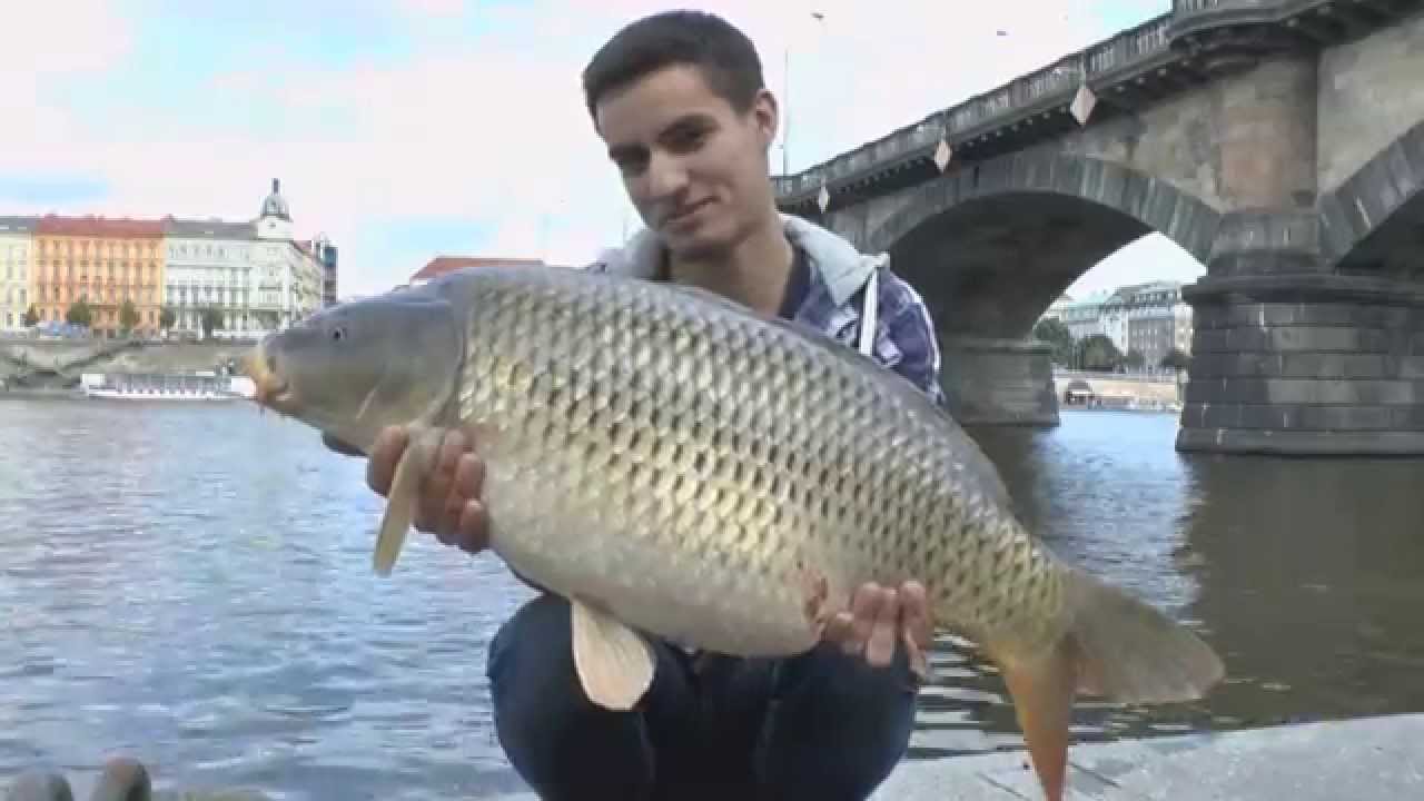 Carp team Exil - Urban fishing in Prague 2014