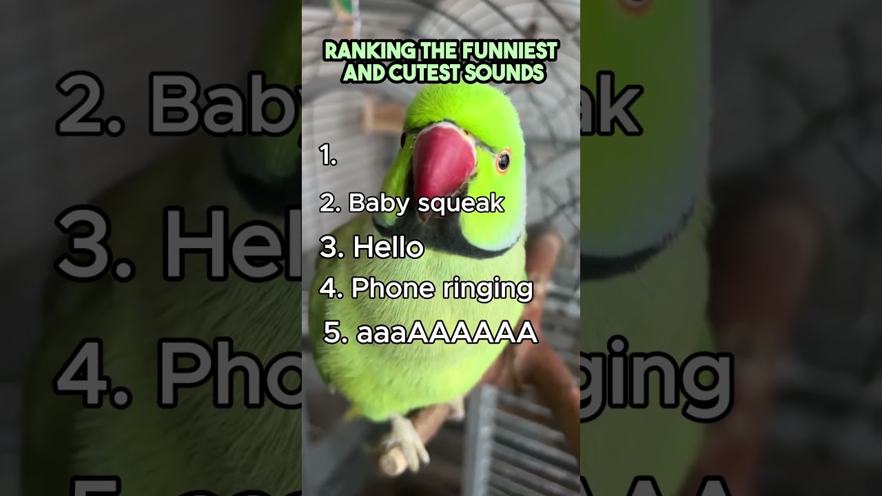 Top 5 Funniest and Cutest Bird Sounds Ever!