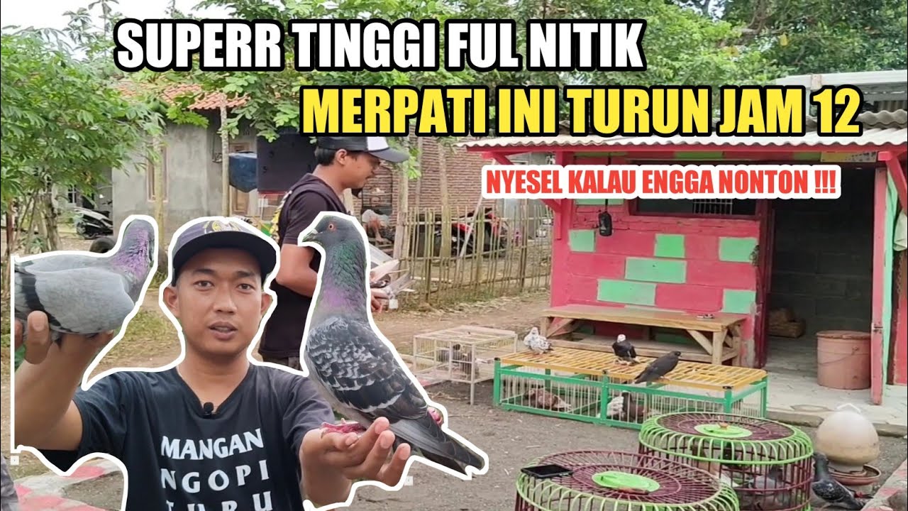 TERBANGIN MERPATI TINGGIAN JARAK 3 KM SUPER FUL NITIK TURUN JAM 12‼️