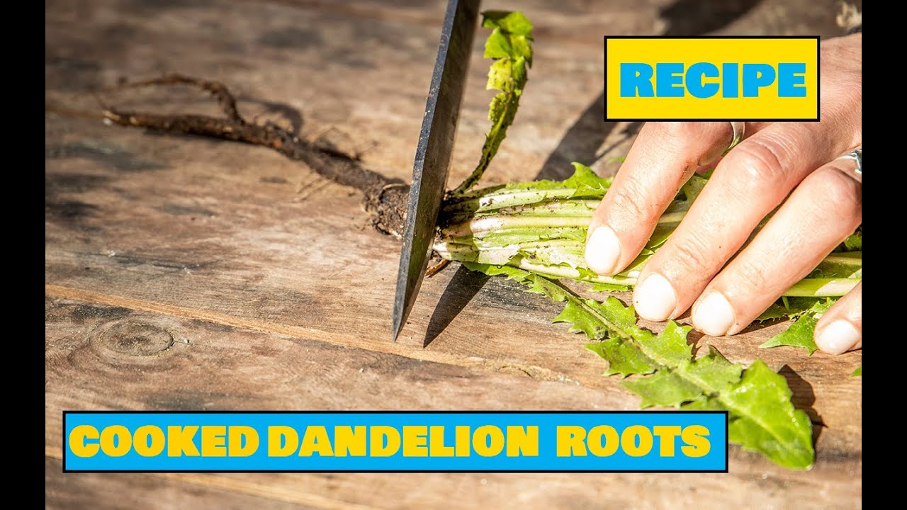 How to Cook Dandelion Roots &ndash; Easy Outdoors Cooking