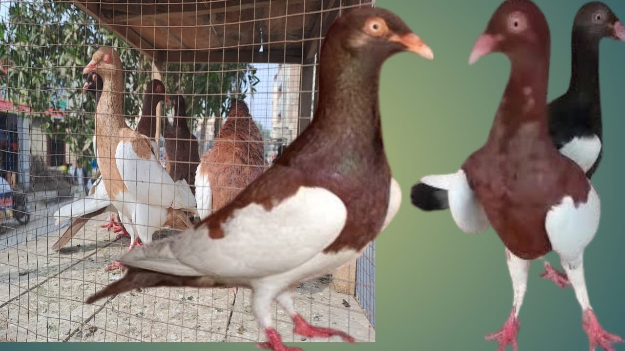shirazi pigeons for sale
