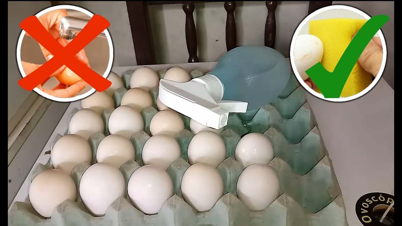 PODE LAVAR OS OVOS QUE VÃO PARA CHOCADEIRA - Mundo Caipira