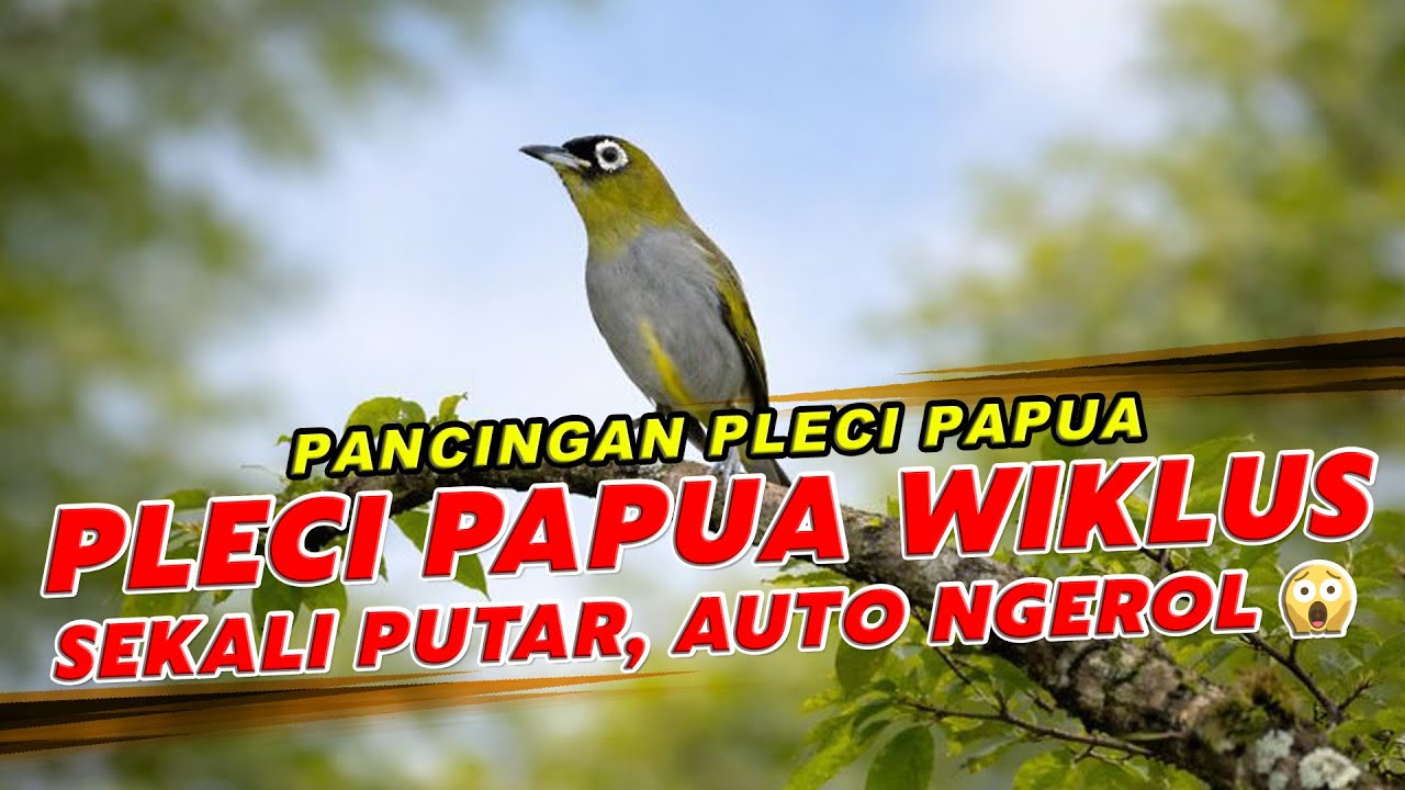 WIKLUS! Burung Pleci Papua Bikin Burung Lain Ikut Bunyi