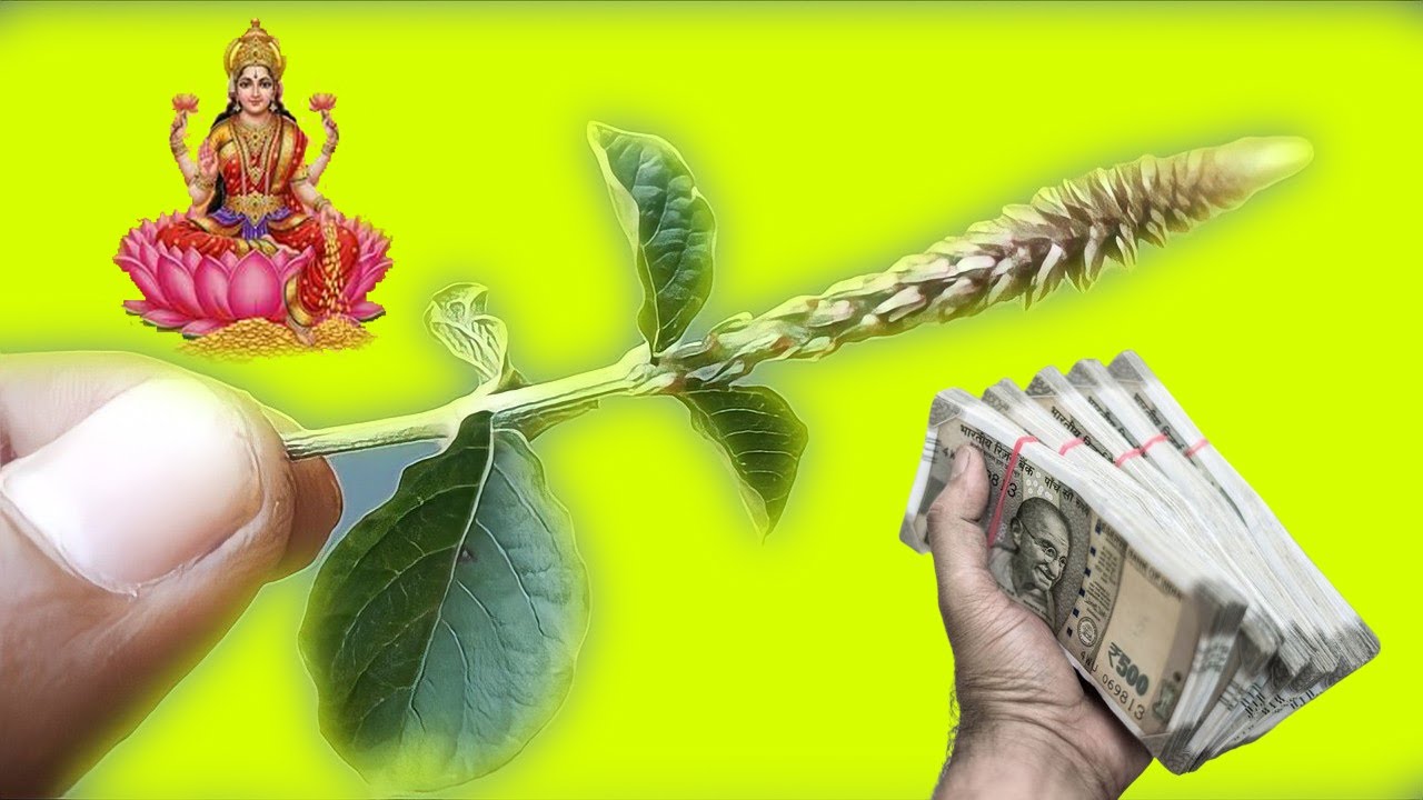 যদি তুমি এই গাছ খুঁজে পাও, তবে তা ছেড়ে দিও না এই গাছটি চুম্বকর মতো টাকা আকর্ষণ করে