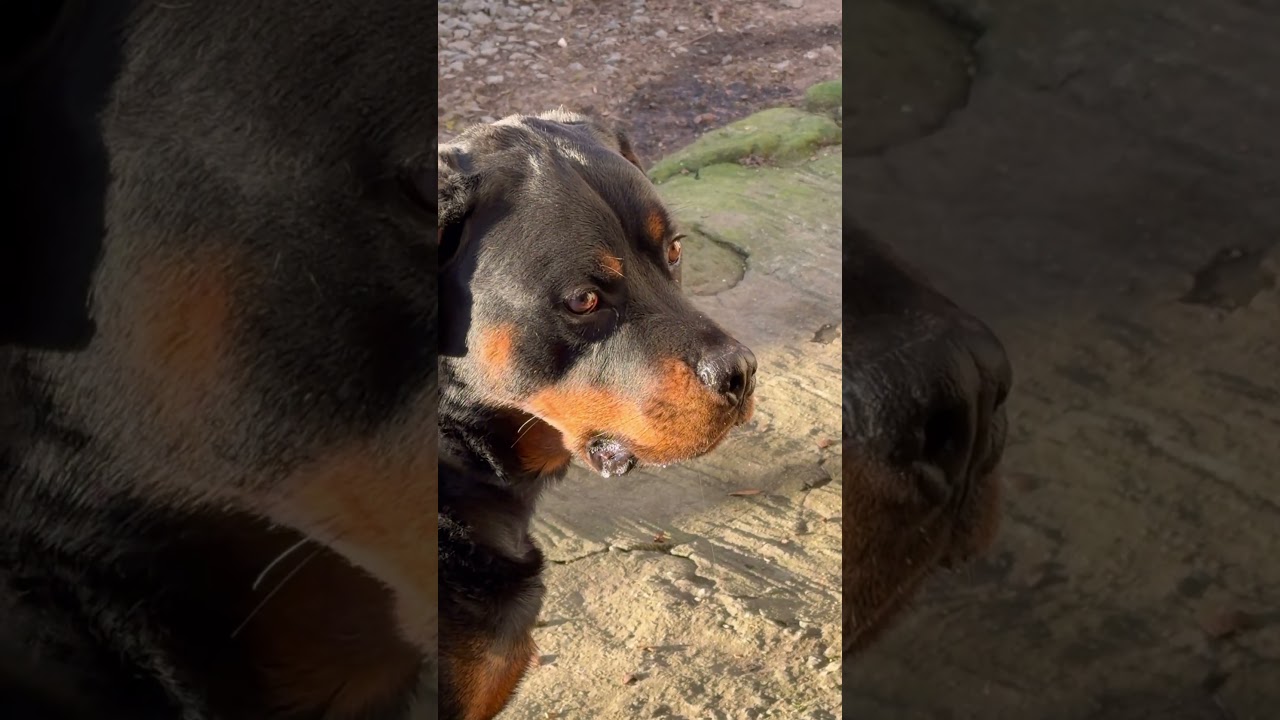 The Hungry Rottweiler Abbes