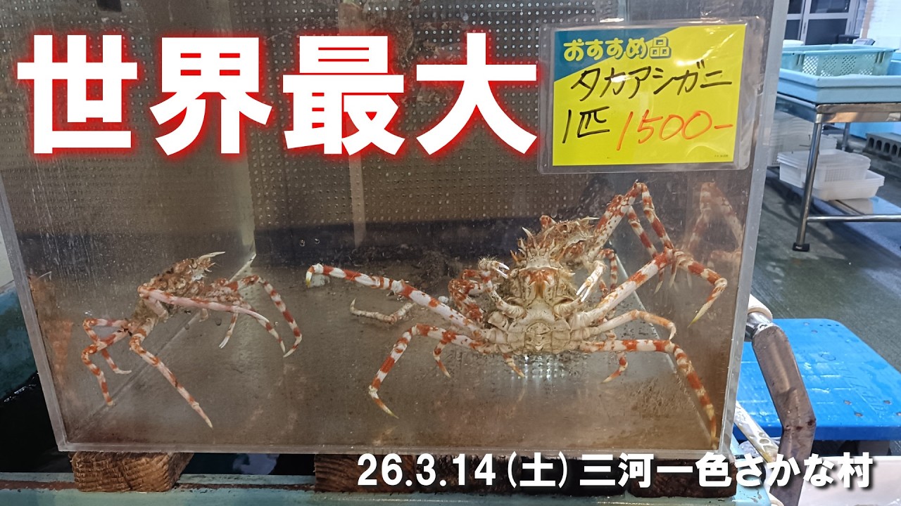 【世界最大の蟹を食べる】タカアシガニ