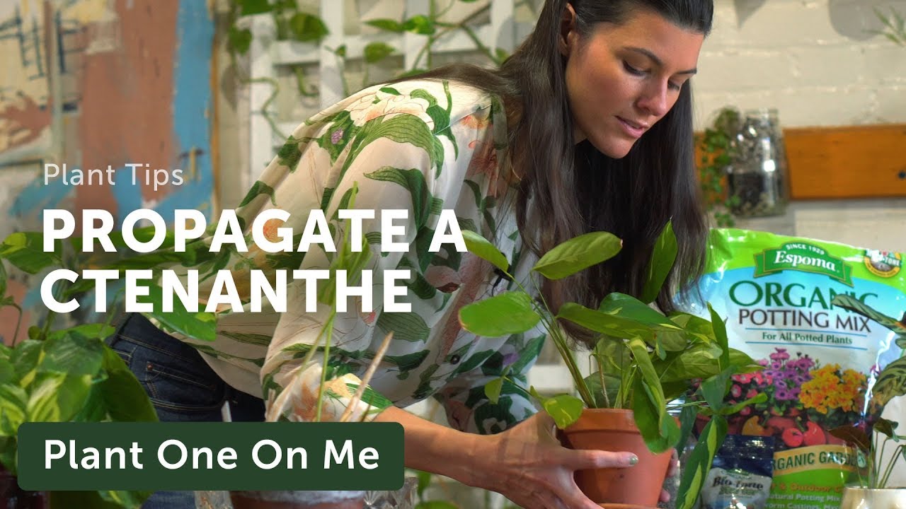 Propagate Your Prayer Plant (Ctenanthe) — Ep 150