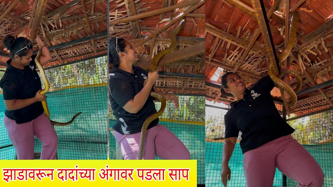 😳😲😱😱बापरे भला मोठ्ठा साप🐍 झाडावरून दादांच्या अंगावर पडला😳😳 🐍